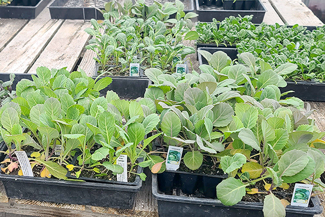 Our weather here is idea  for all "Cole crops." Be it seeds, plants or ideally both — now is the time to plant. Our own Peninsula local greenhouse, Sunny Farms, also produces many of its own vegetable starts right here, helping to acclimatize these plants even further, which is a real bonus. Andrew May/For Peninsula Daily News