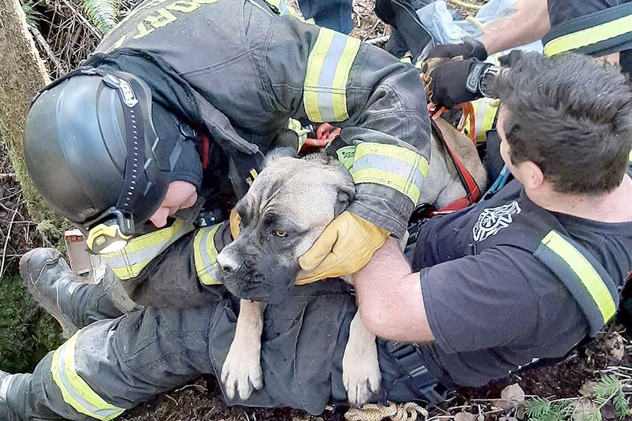 Indie is checked for injuries after she was pulled from a 25-foot hole in Quilcene.