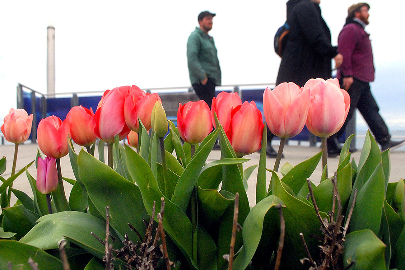 Tulips are in bloom along the esplanade on the Port Angeles waterfront on Wednesday. As the calendar progresses further into spring, flowers are beginning to blossom and trees are showing leaves, casting aside the browns and grays of winter. (Keith Thorpe/Peninsula Daily News)