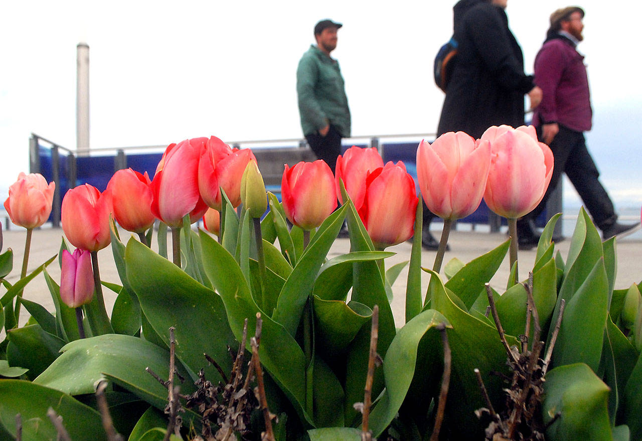 Tulips are in bloom along the esplanade on the Port Angeles waterfront on Wednesday. As the calendar progresses further into spring, flowers are beginning to blossom and trees are showing leaves, casting aside the browns and grays of winter. (Keith Thorpe/Peninsula Daily News)