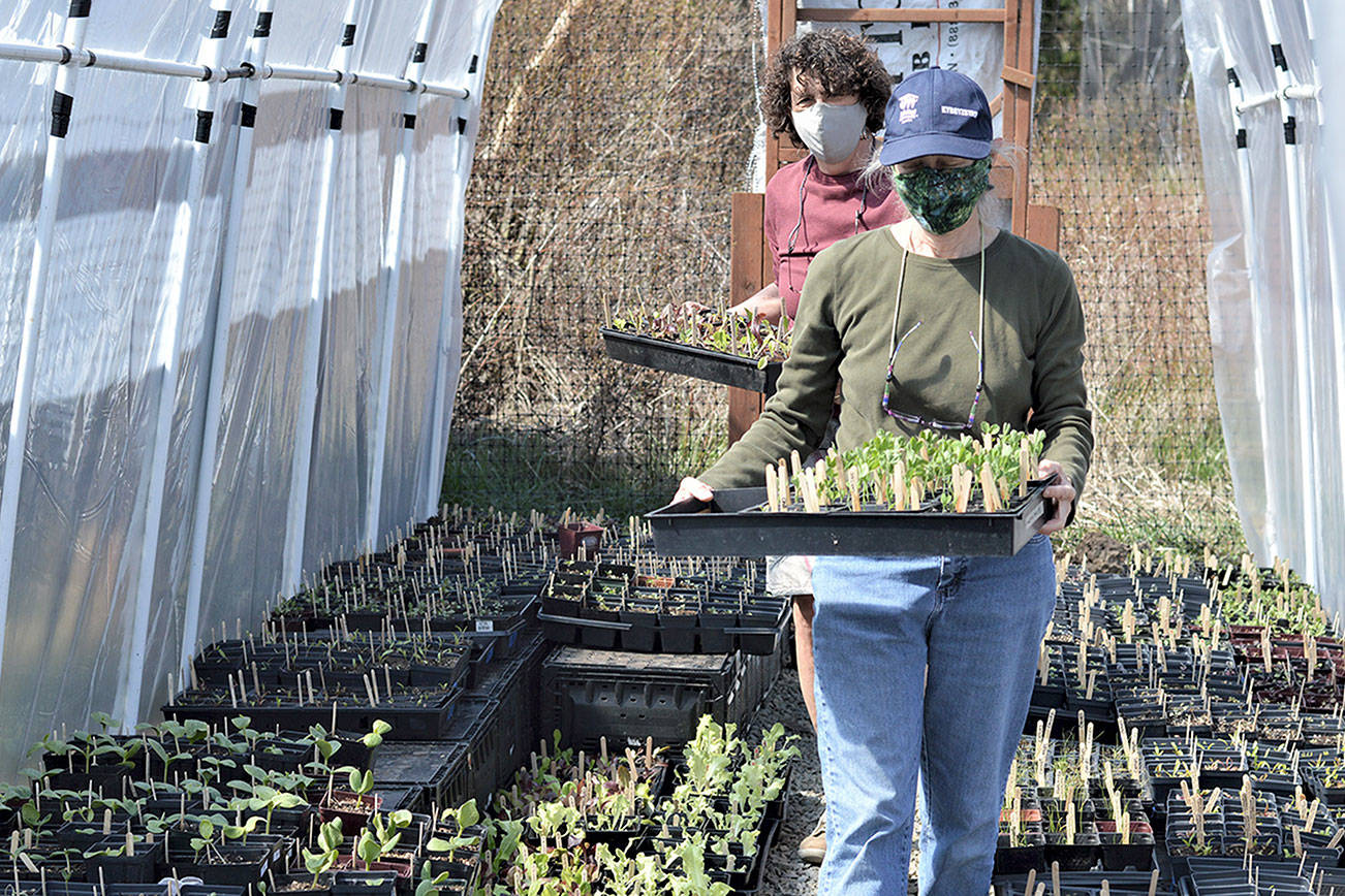 Barbara Tusting, foreground, and Mary Paxton carry a few of the seedlings out of the hoophouse outside Port Townsend's Quimper Grange garden. The plants are among thousands to go on sale Monday in a fundraiser for the Food Bank Farm & Gardens of Jefferson County. Diane Urbani de la Paz/Peninsula Daily News