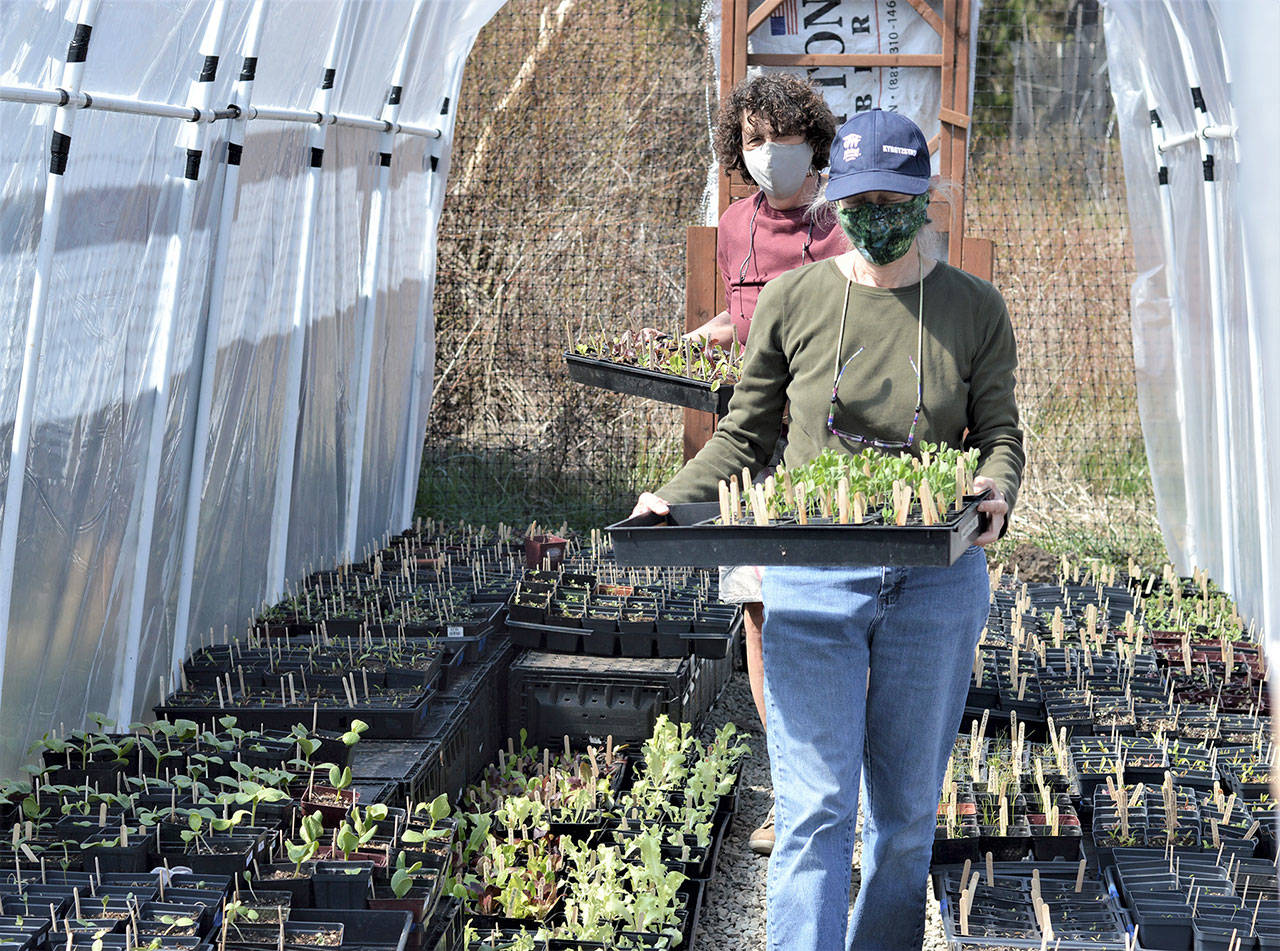 Barbara Tusting, foreground, and Mary Paxton carry a few of the seedlings out of the hoophouse outside Port Townsends Quimper Grange garden. The plants are among thousands to go on sale Monday in a fundraiser for the Food Bank Farm & Gardens of Jefferson County. (Diane Urbani de la Paz/Peninsula Daily News)
