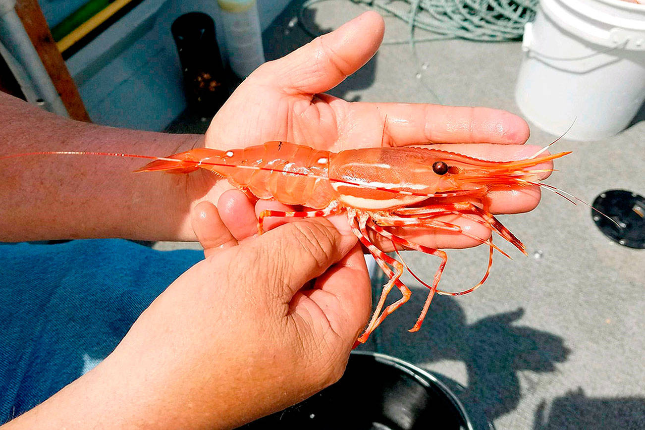 Washington Department of Fish and Wildlife
Spot shrimp season will begin in the Strait of Juan de Fuca and Hood Canal on May 19.