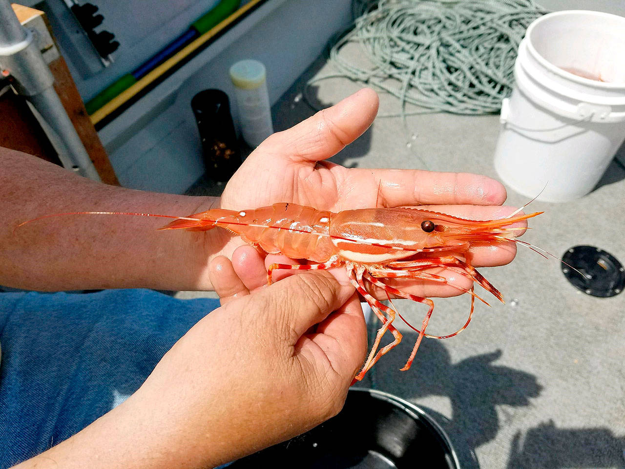Washington Department of Fish and Wildlife Spot shrimp season will begin in the Strait of Juan de Fuca and Hood Canal on May 19. (State Department of Fish and Wildlife)