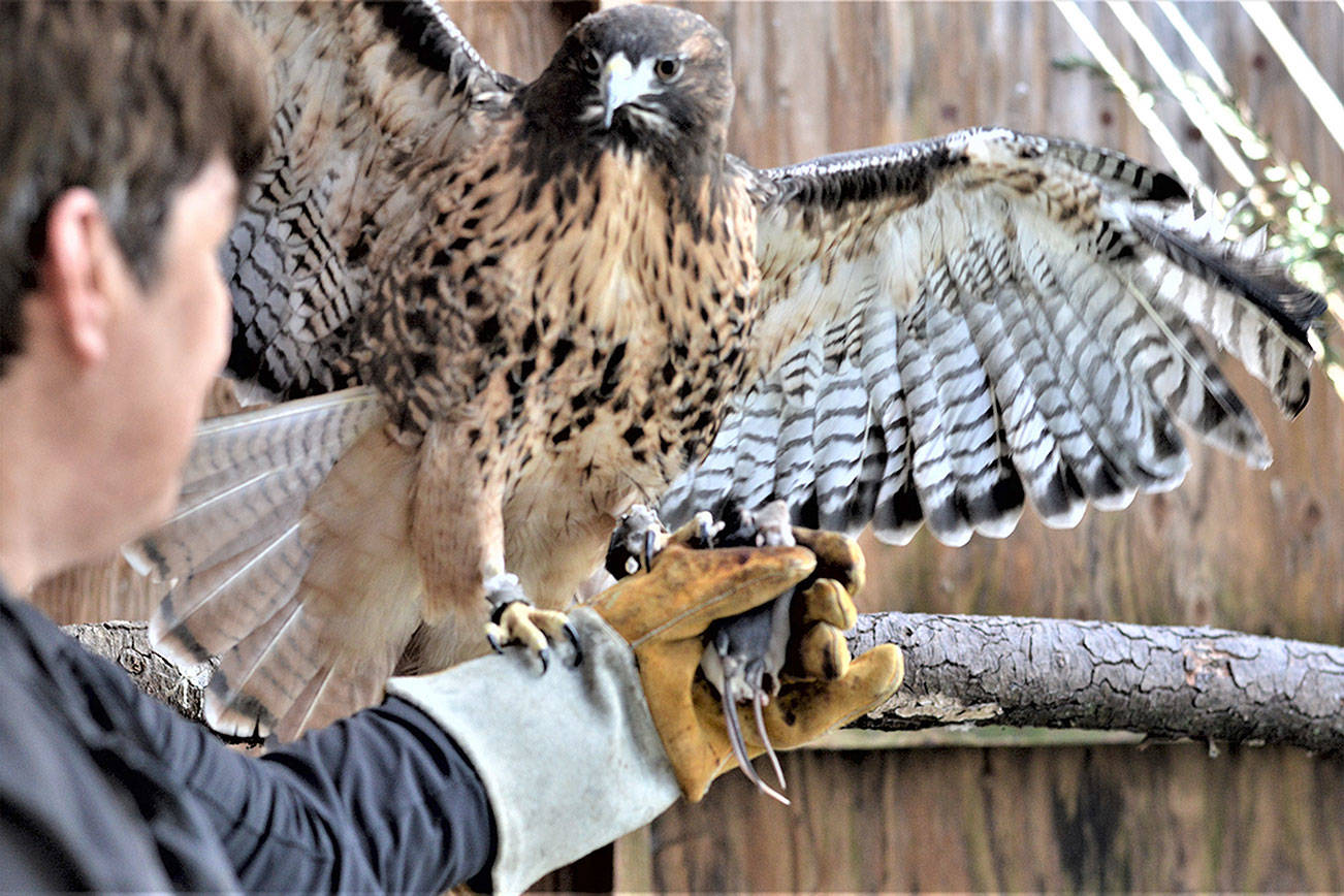 All-Star the red-tailed hawk, one of the non-releasable birds at Discovery Bay Wild Bird Rescue, will appear at the organization's fundraiser Saturday on the Wild Birds Unlimited patio in Gardiner. All-Star is held by Cynthia Daily, the center's director. Diane Urbani de la Paz/Peninsula Daily News