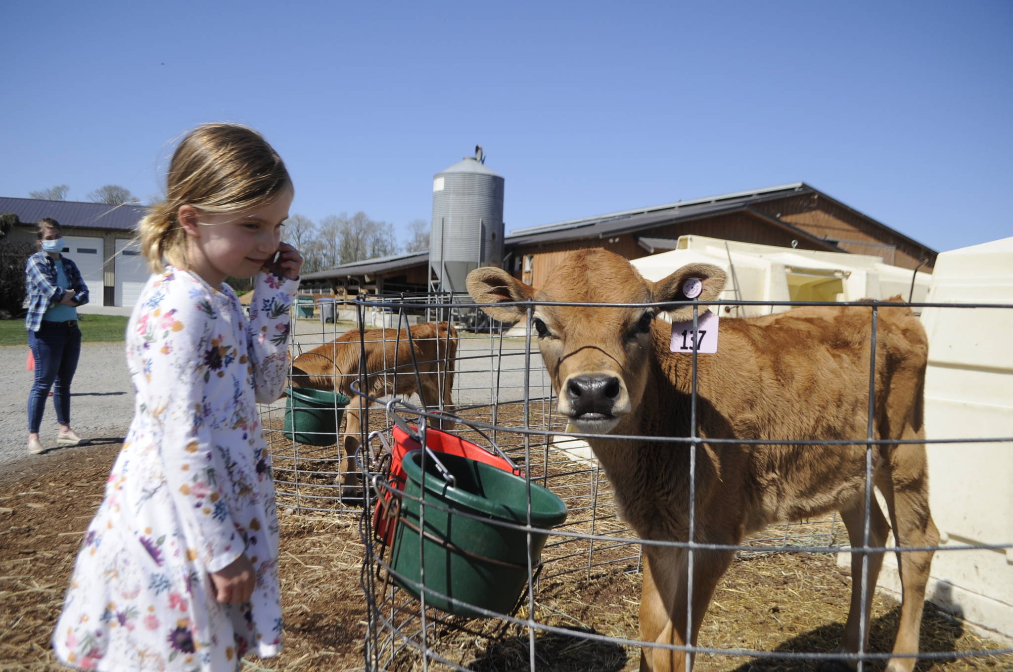 Mae Shantz, 5, of Sequim checks in with one of the many new calves at Dungeness Valley Creamery as Mae’s mom Heidi looks on. This week, the farm begins distributing A2 milk after years of genetically testing to offer the niche milk, which the farm’s owners say is easier on many people’s stomachs. (Matthew Nash/Olympic Peninsula News Group)