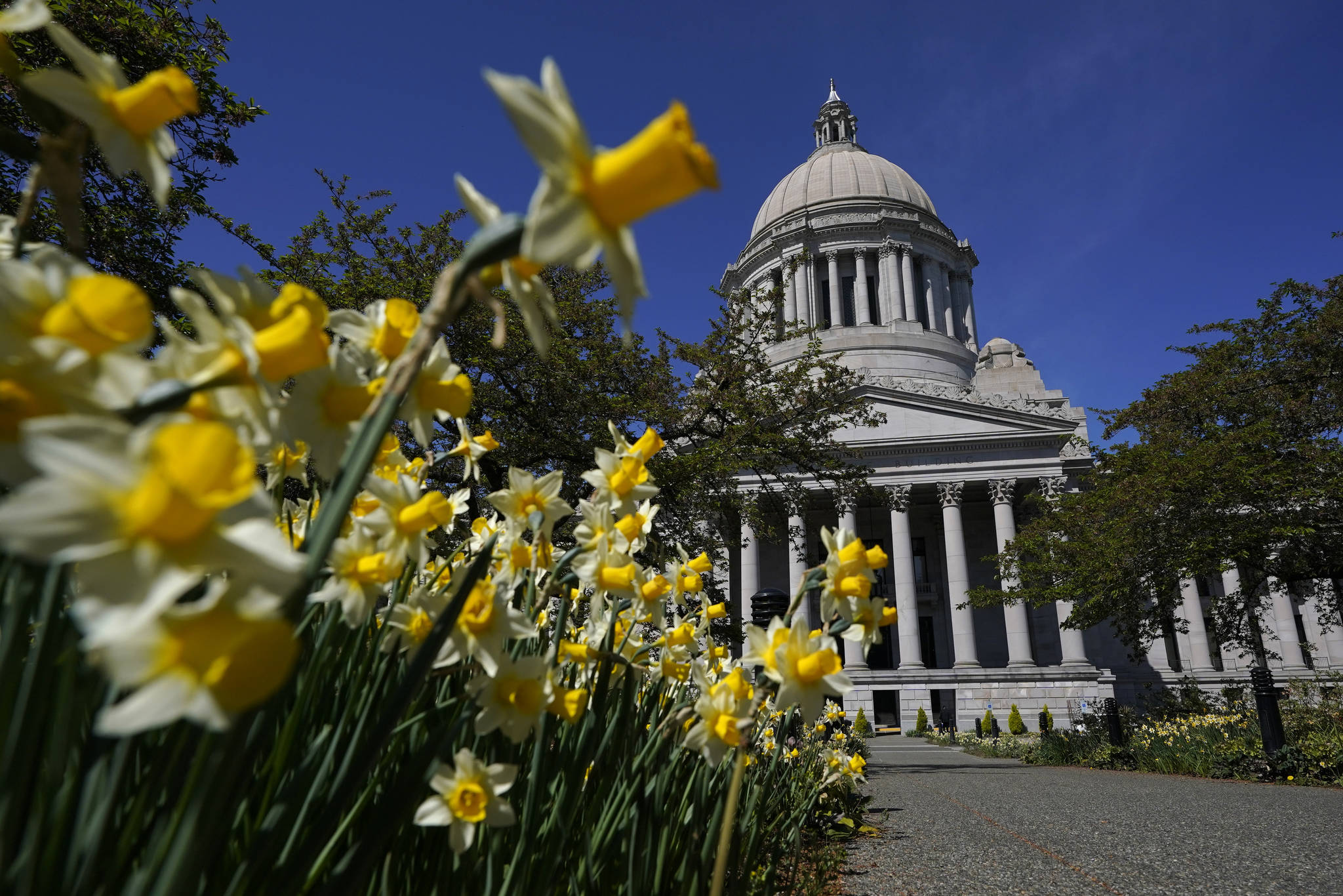 Daffodils bloom outside the Legislative Building, Wednesday, April 21, 2021, at the Capitol in Olympia, Wash. On Wednesday, lawmakers were considering a proposed new tax in Washington state on capital gains that would be imposed on the sale of stocks and bonds in excess of $250,000. (AP Photo/Ted S. Warren)