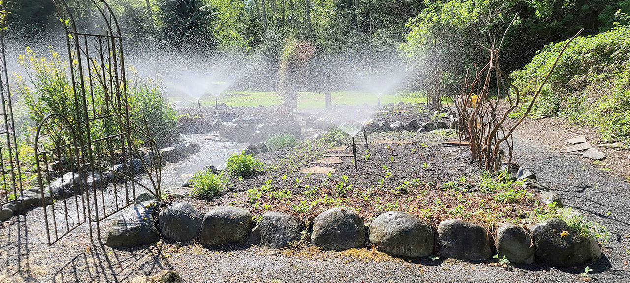 Whenever you plant anew, especially young vegetables and flowers, it’s important to water adequately — especially when it’s been hot and dry. Beth and Cappy have installed perfect raised irrigation for this crucial requirement. (Andrew May/For Peninsula Daily News)