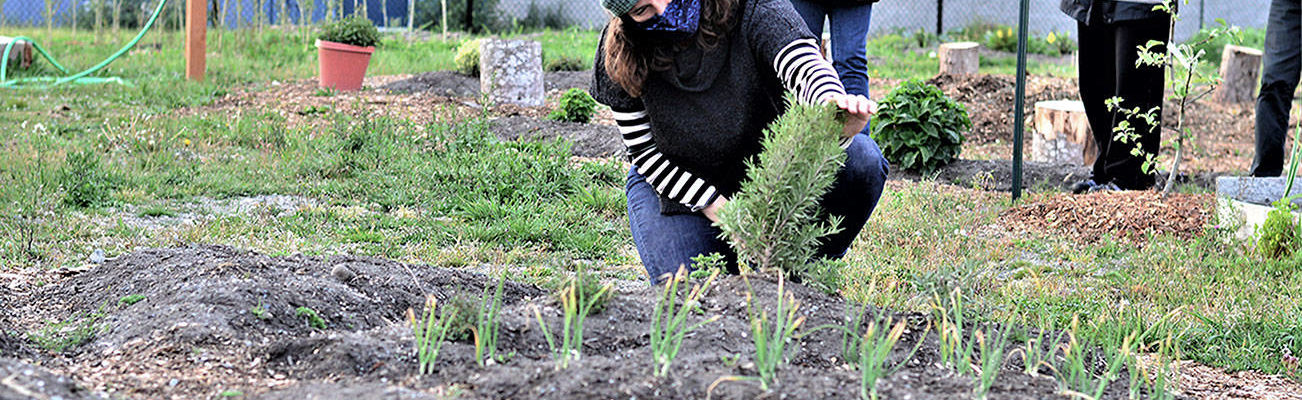 Community Wellness Project board member Shelby Smith checks on the rosemary in Chimacum School’s pizza garden while a team of Jefferson County Master Gardeners — from left, Candice Gohn, Susan Sparks and Honey Niemann — explore the rest of the project Monday evening. (Diane Urbani de la Paz/Peninsula Daily News)