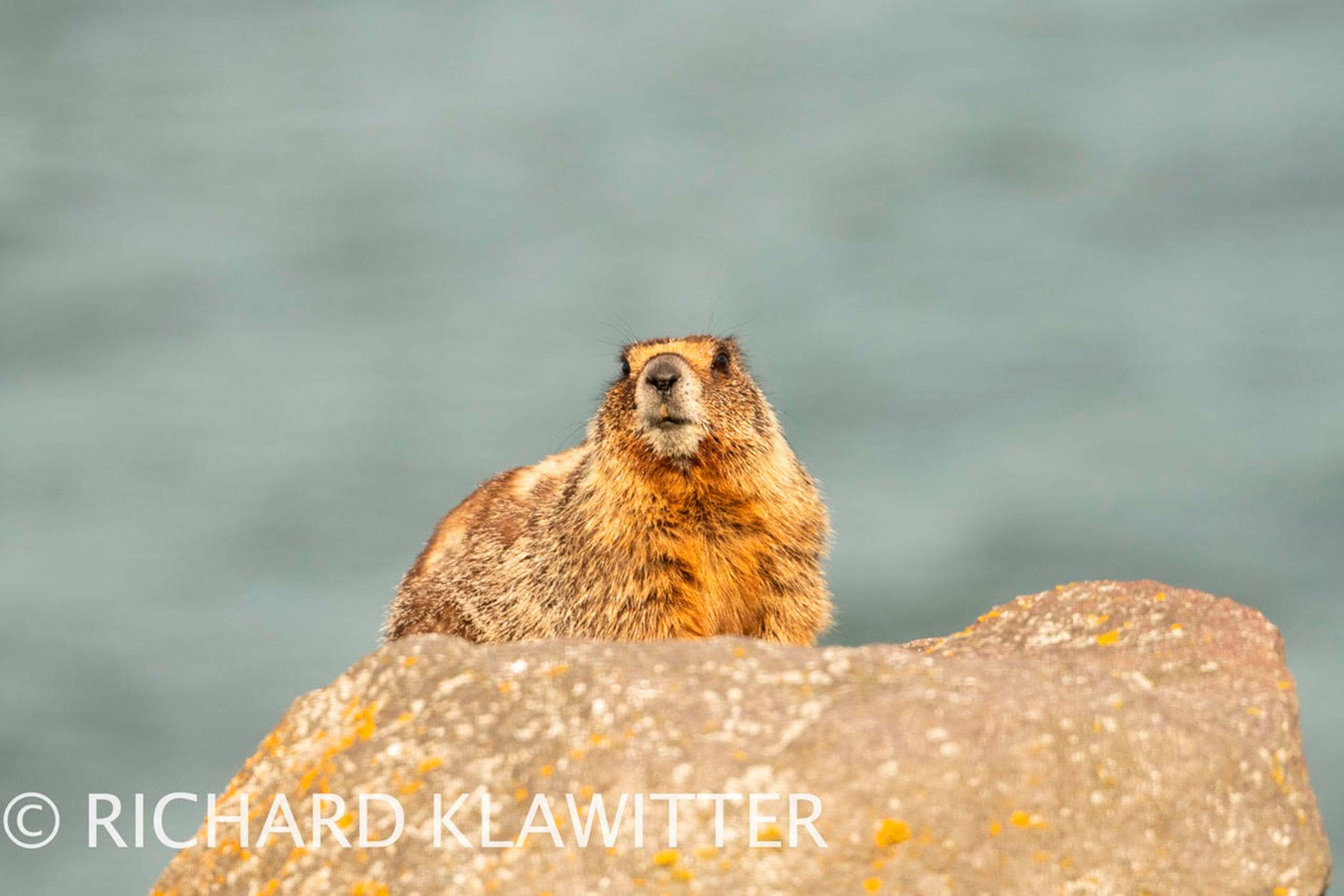 The yellow-bellied marmot, or rock chuck, is not typically seen in Western Washington and particularly not near water says photographer Richard Klawitter. He said of the three Western Washington sightings in this half of the state, they were in Grays Harbor and Olympia. Photo courtesy of Richard Klawitter