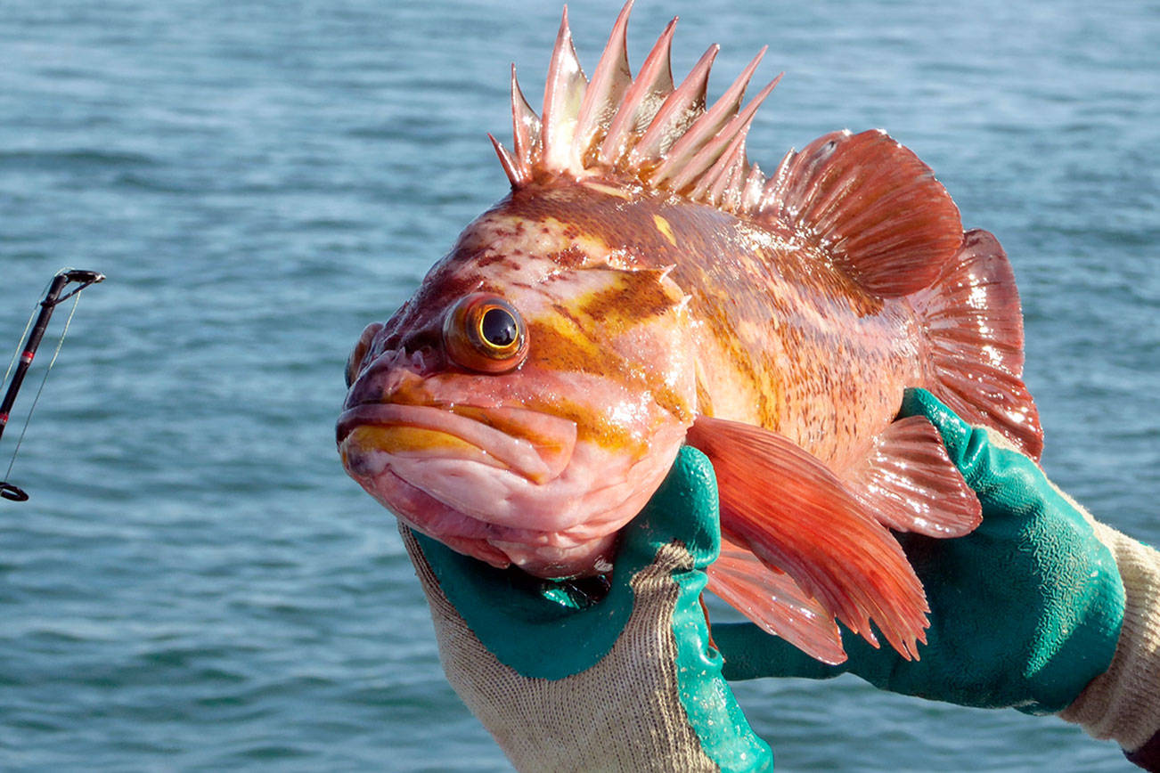A copper rockfish — its eyes distended due to the pressure change when it was pulled up from a depth of 250 feet — is among the creatures in “Homewaters: A Human and Natural History of Puget Sound.” Author David B. Williams will discuss his research on the North Olympic Peninsula in a free online program Tuesday evening. (Photo courtesy of David B. Williams)