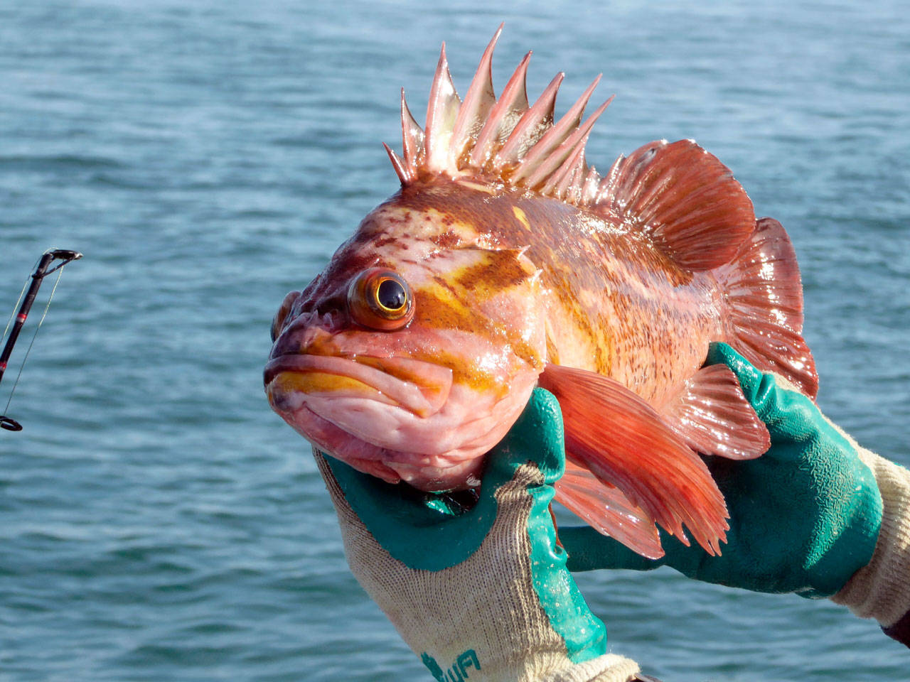 A copper rockfish — its eyes distended due to the pressure change when it was pulled up from a depth of 250 feet — is among the creatures in “Homewaters: A Human and Natural History of Puget Sound.” Author David B. Williams will discuss his research on the North Olympic Peninsula in a free online program Tuesday evening. (Photo courtesy of David B. Williams)