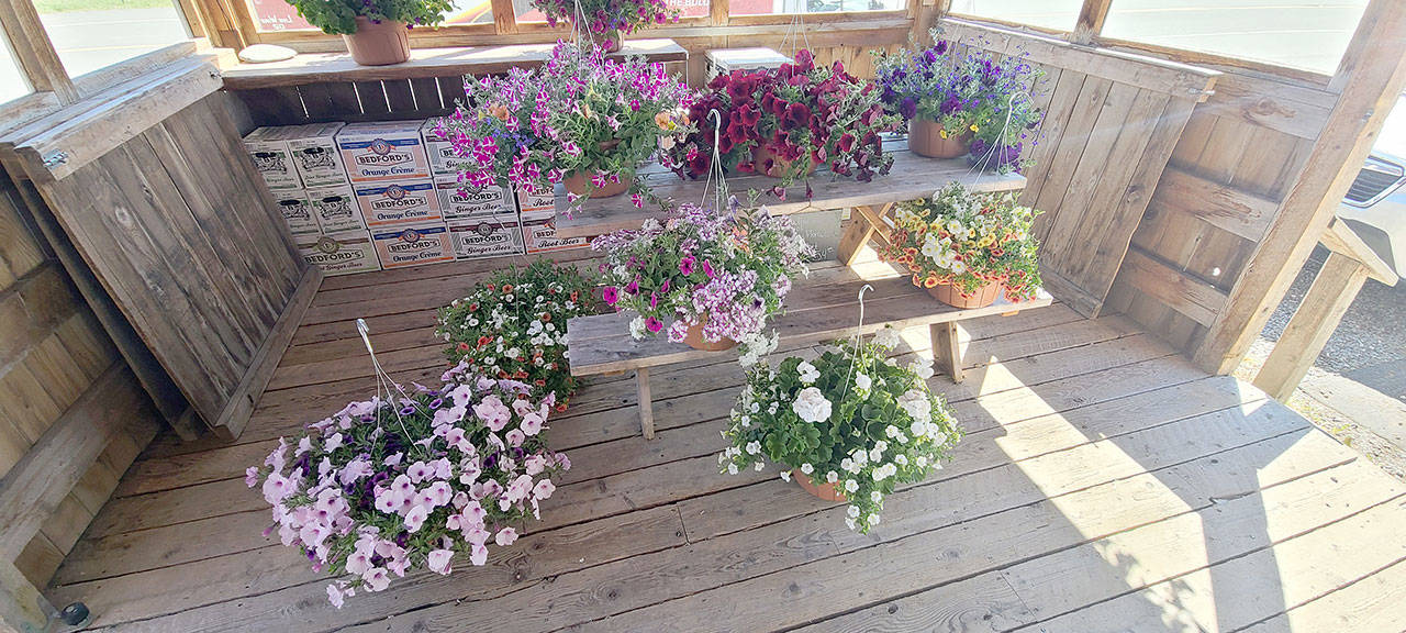 Hanging baskets and containers, such as these beauties seen at the Agnew Grocery and Feed Store, add such charm to any home or business. (Andrew May/For Peninsula Daily News)