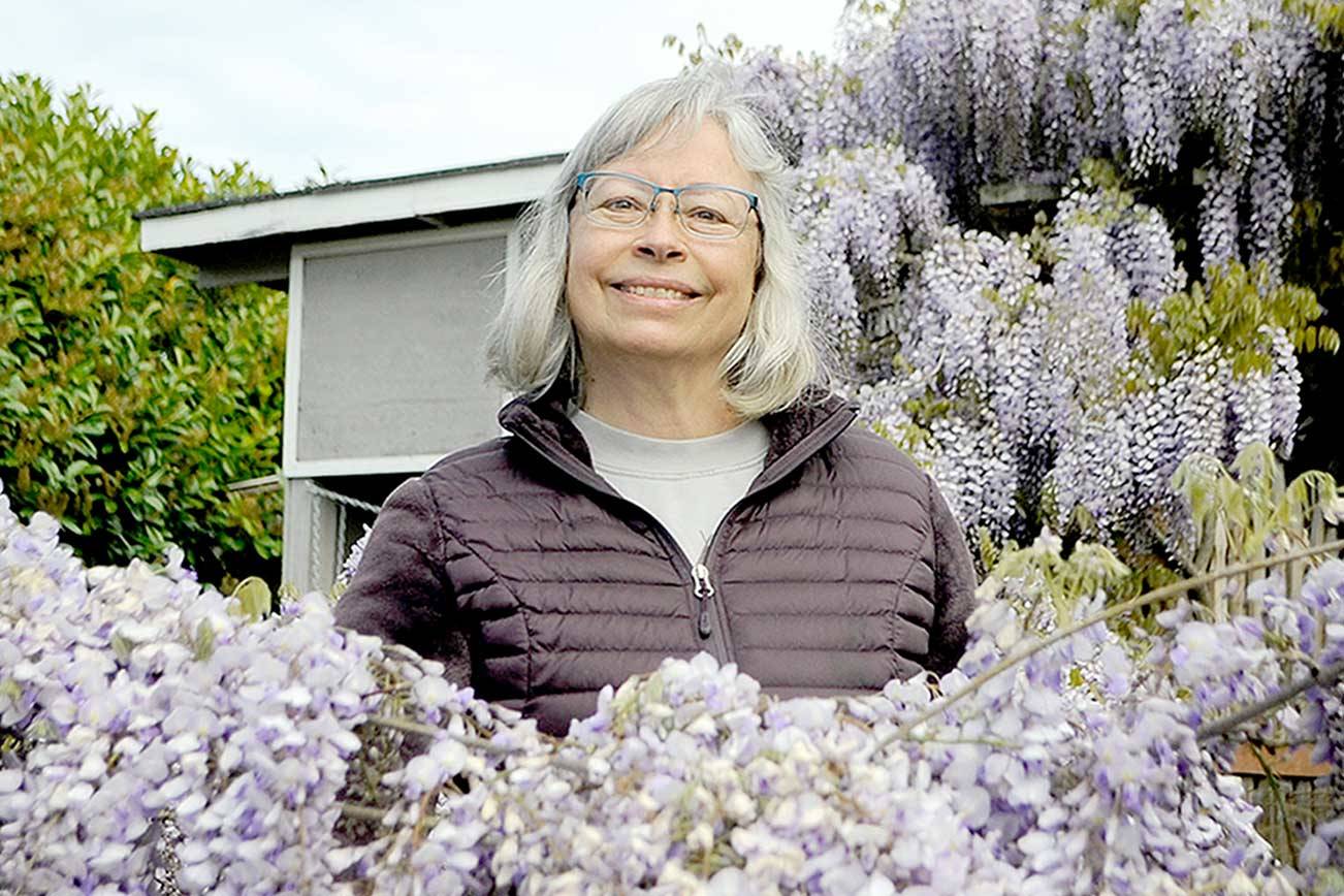 LeeAnn Nolan said her wisteria, nicknamed Medusa, has become an attraction for people with many stopping by to snap photos while it’s in bloom. (Matthew Nash/Olympic Peninsula News Group)