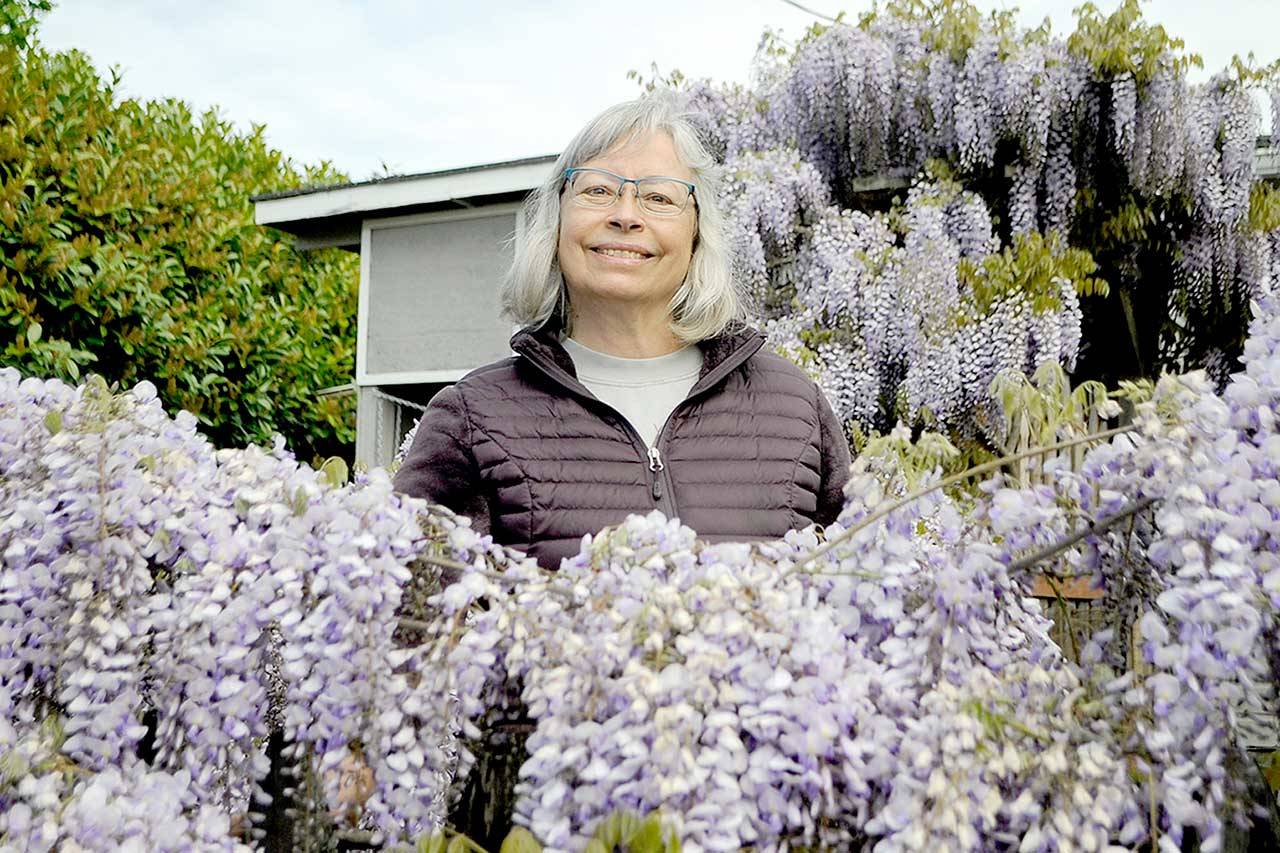 LeeAnn Nolan said her wisteria, nicknamed Medusa, has become an attraction for people with many stopping by to snap photos while it’s in bloom. (Matthew Nash/Olympic Peninsula News Group)