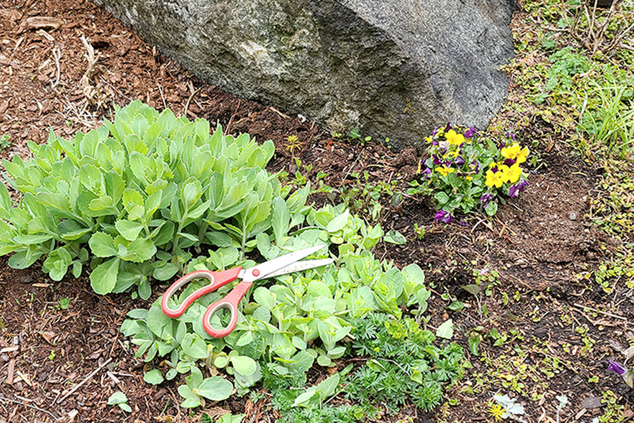 Andrew May/For Peninsula Daily newsIn many gardens, especially the English gardens found at Colette’s Bed and Breakfast, there will be numerous fall blooming plants. The trick to keep asters, mums and fall flowering sedum thick, short and extremely prolific is to cut them back, preferably twice, before the Fourth of July.