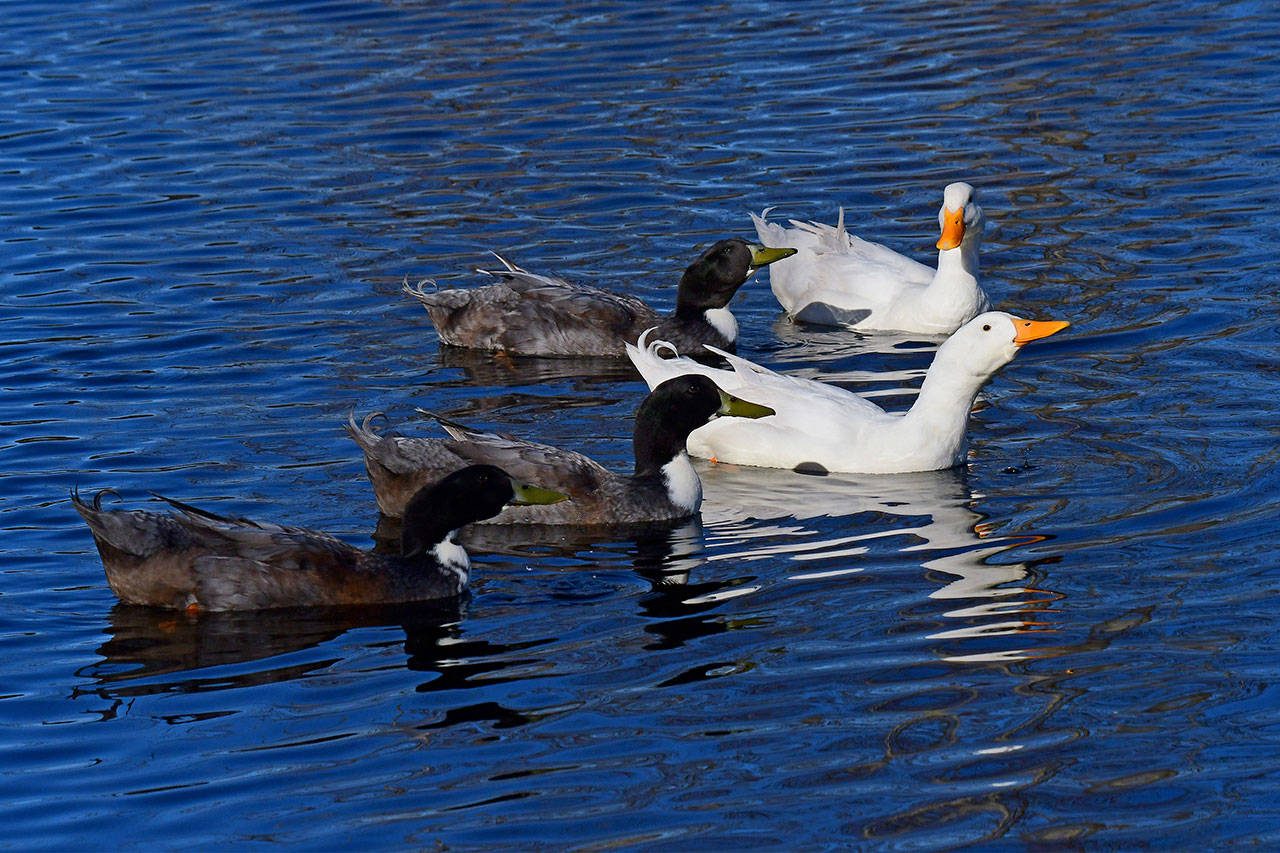 Local animal advocates helped find homes for domestic ducks found at Carrie Blake Community Park earlier this spring. (Sally M. Harris Nature Photography/sallyharrisphotos.com)