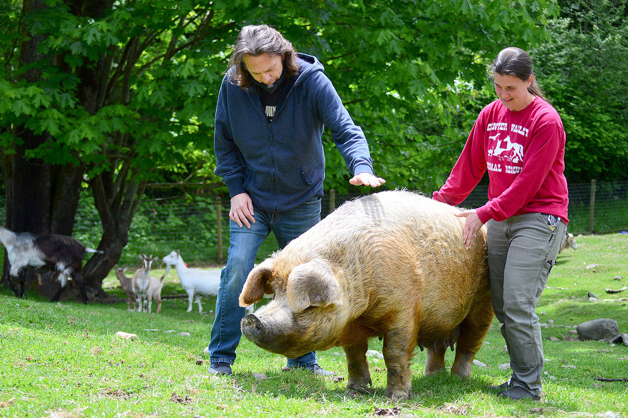 MayBelle the pig is one of the larger residents at Quilcene’s Center Valley Animal Rescue ranch, where fundraising director Marshall Gooch and board director Sara Penhallegon will host an auction and celebration online Saturday evening. (Diane Urbani de la Paz/Peninsula Daily News)