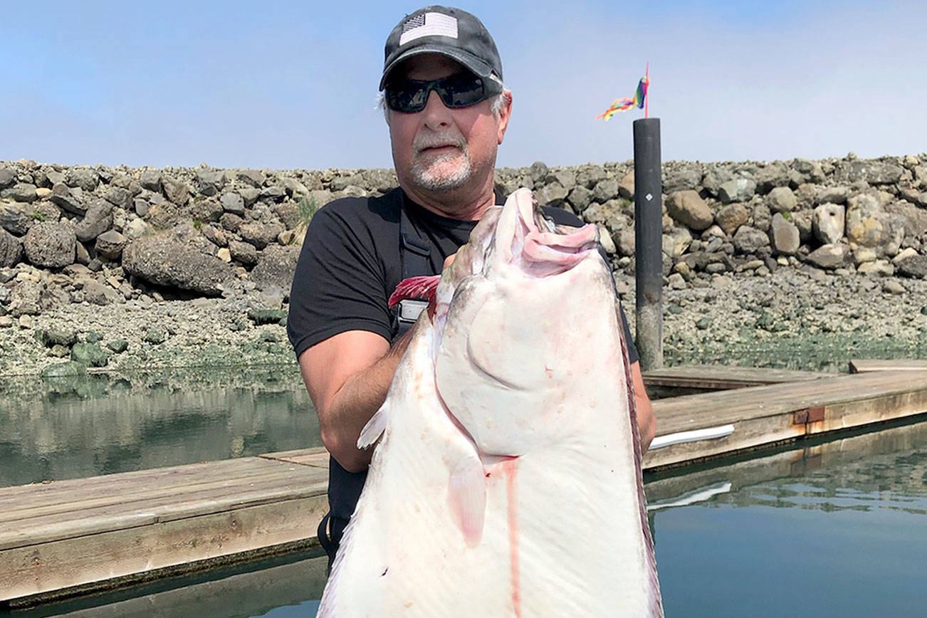Rand Pierce caught this 43-pound halibut while fishing off Coho Estates near Sekiu last Saturday.