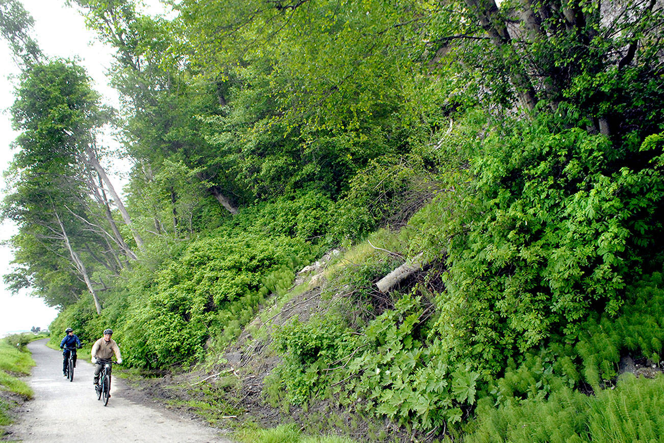 Bicyclists ride through a recent slide area at milepost 3.5 on the Waterfront Trail on Wednesday near Four Seasons Ranch east of Port Angeles. (Keith Thorpe/Peninsula Daily News)