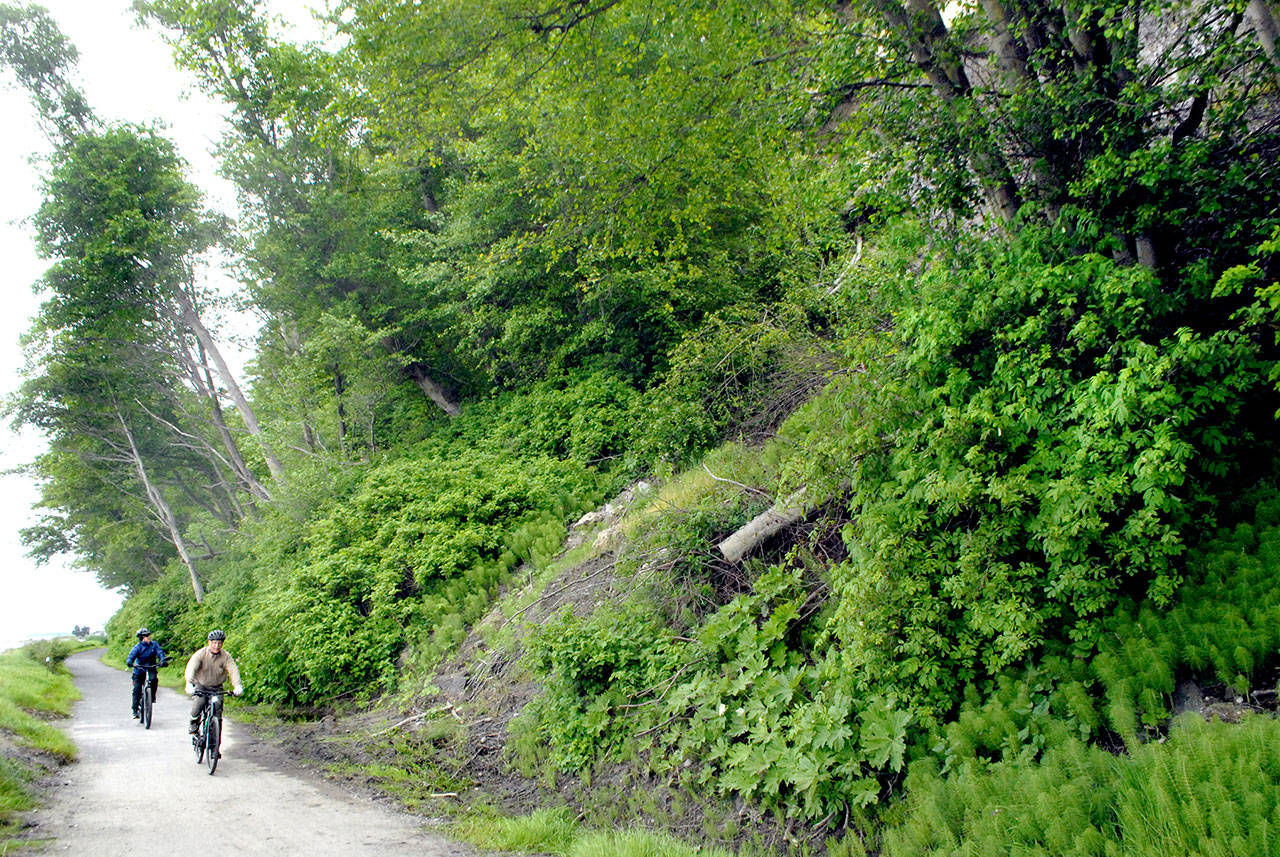 Bicyclists ride through a recent slide area at milepost 3.5 on the Waterfront Trail on Wednesday near Four Seasons Ranch east of Port Angeles. (Keith Thorpe/Peninsula Daily News)