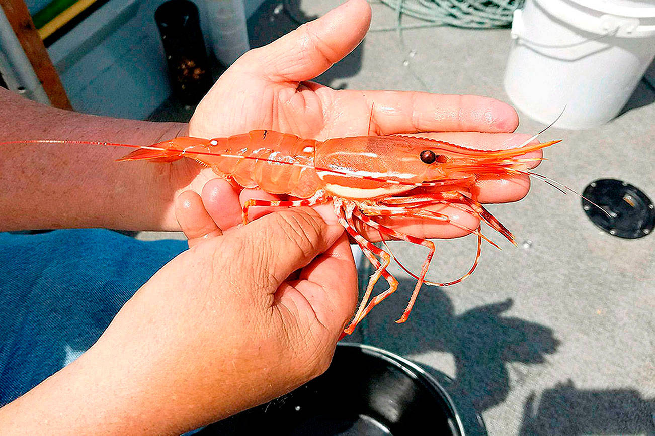 WDFW photo
A day was added to spot shrimp season in Marine Area 9.