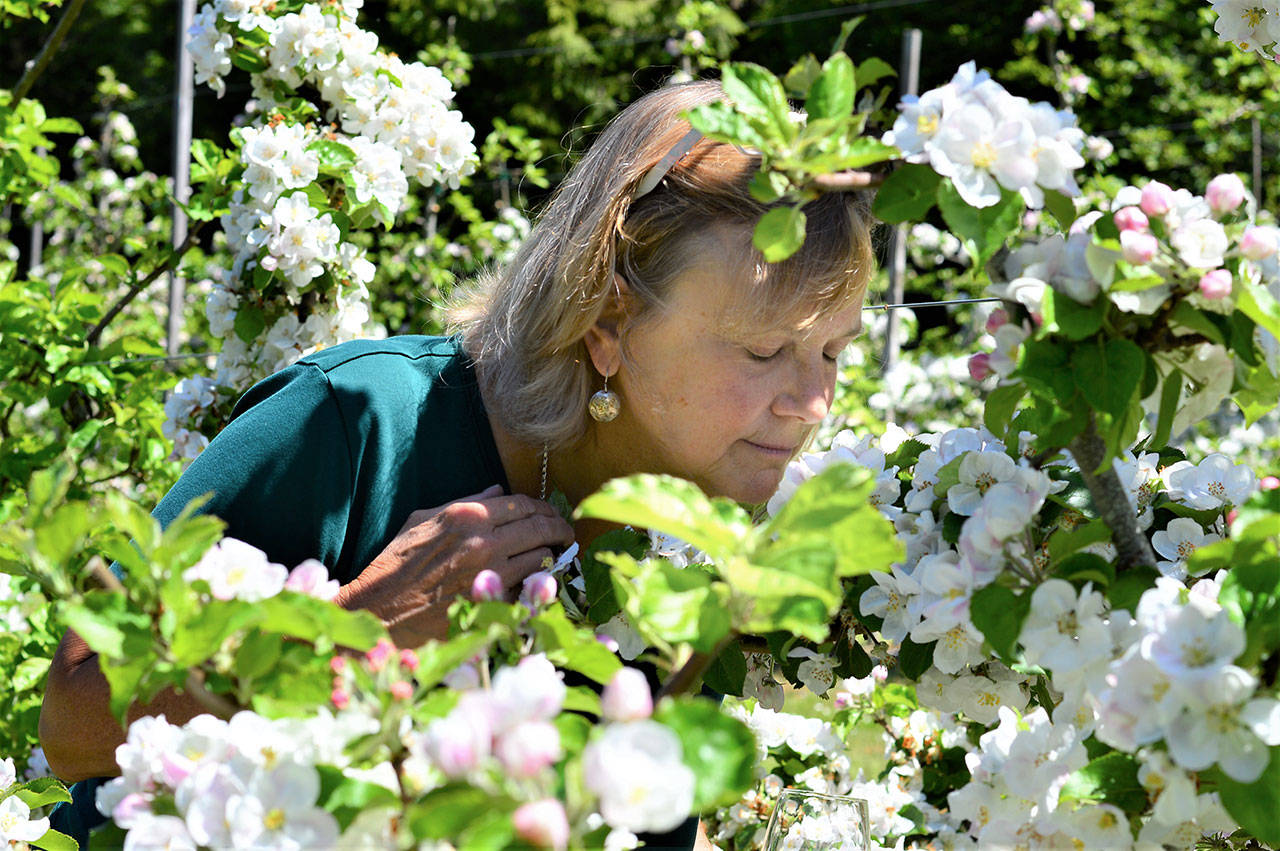 Summer brings smella-vision to the Alpenfire orchard, co-owner Nancy Bishop says. (Diane Urbani de la Paz/Peninsula Daily News)