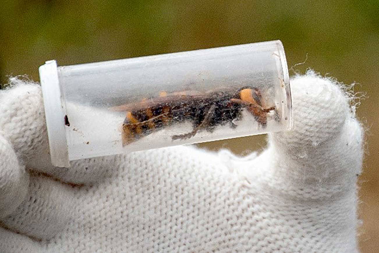 This Asian giant hornet was found with a nest during a 2020 tree removal. (Karla Salp/State Department of Agriculture)