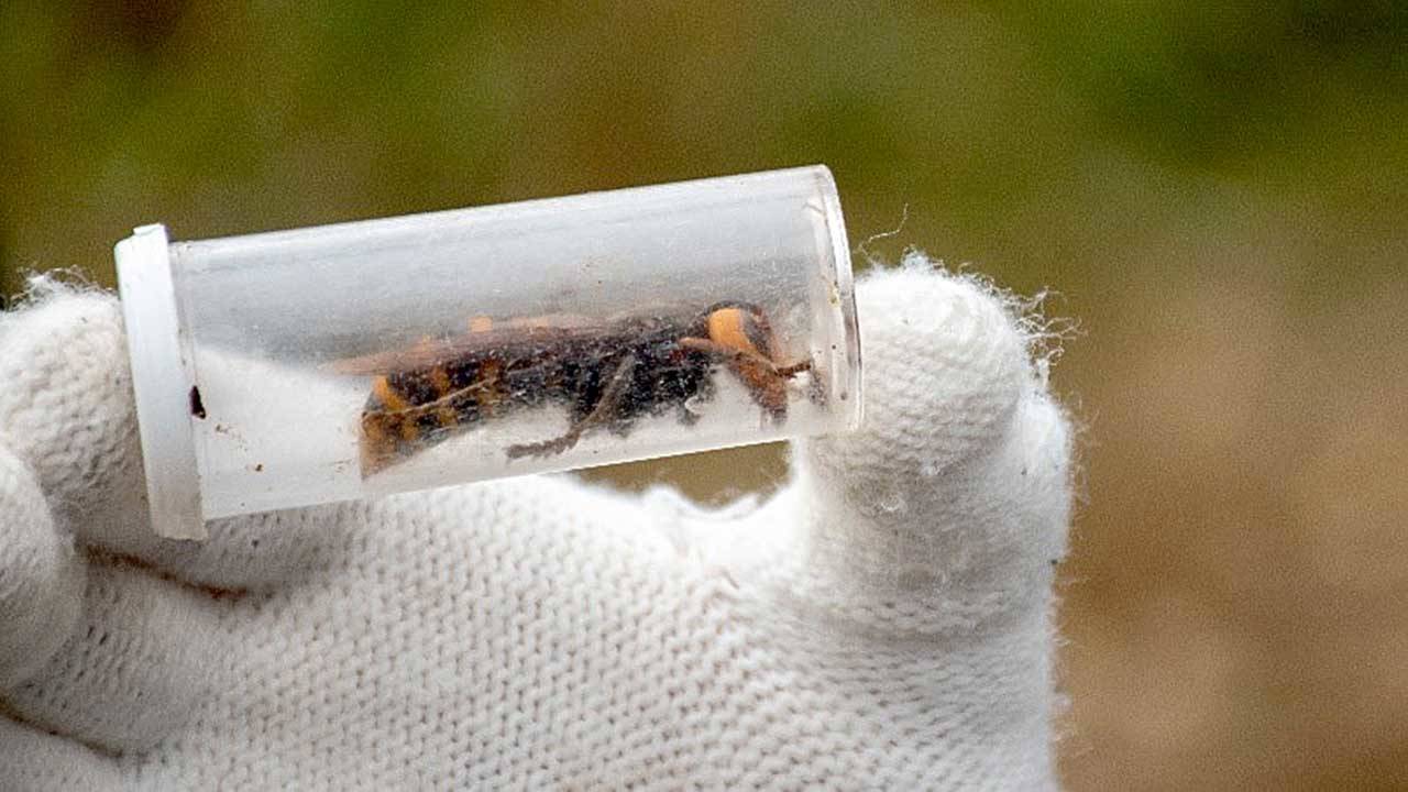 This Asian giant hornet was found with a nest during a 2020 tree removal. (Karla Salp/State Department of Agriculture)