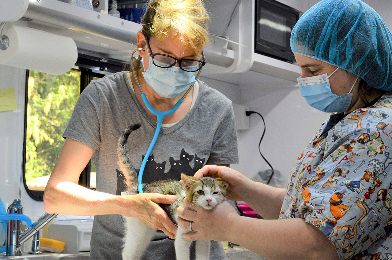 Dr. Deanna Kraft, left, and veterinary technician Devon Carney examine a kitten in the Humane Society of Jefferson County’s new surgical unit. (Diane Urbani de la Paz/Peninsula Daily News)
