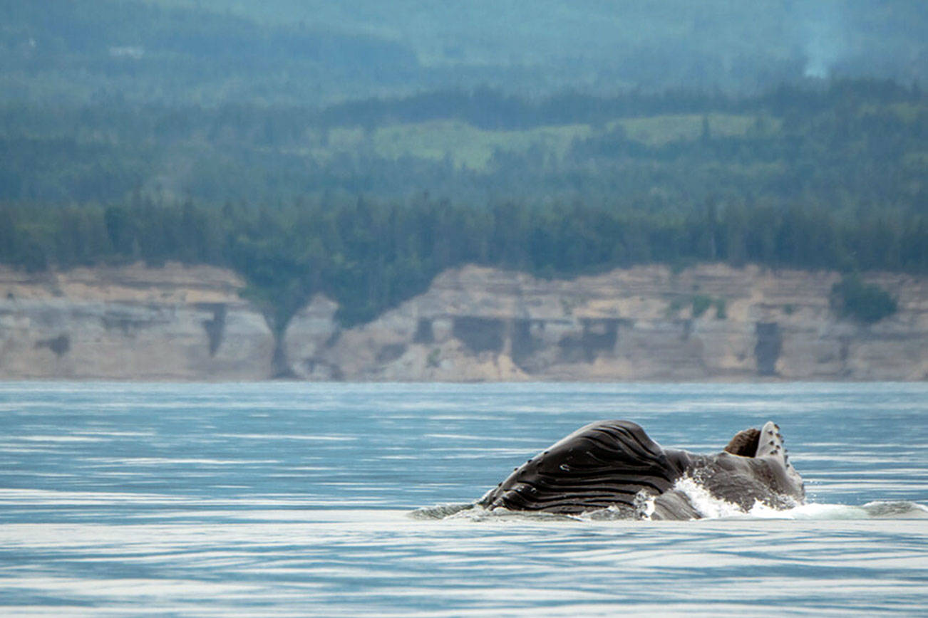 Photo courtesy April Ryan/Pacific Whale Watch Association
The humpback whale named Pop Tart for its love of breaching, surfaces in the Strait of Juan de Fuca. Pop Tart and two of his siblings were recently spotted off Port Angeles with their mother, Big Mama.