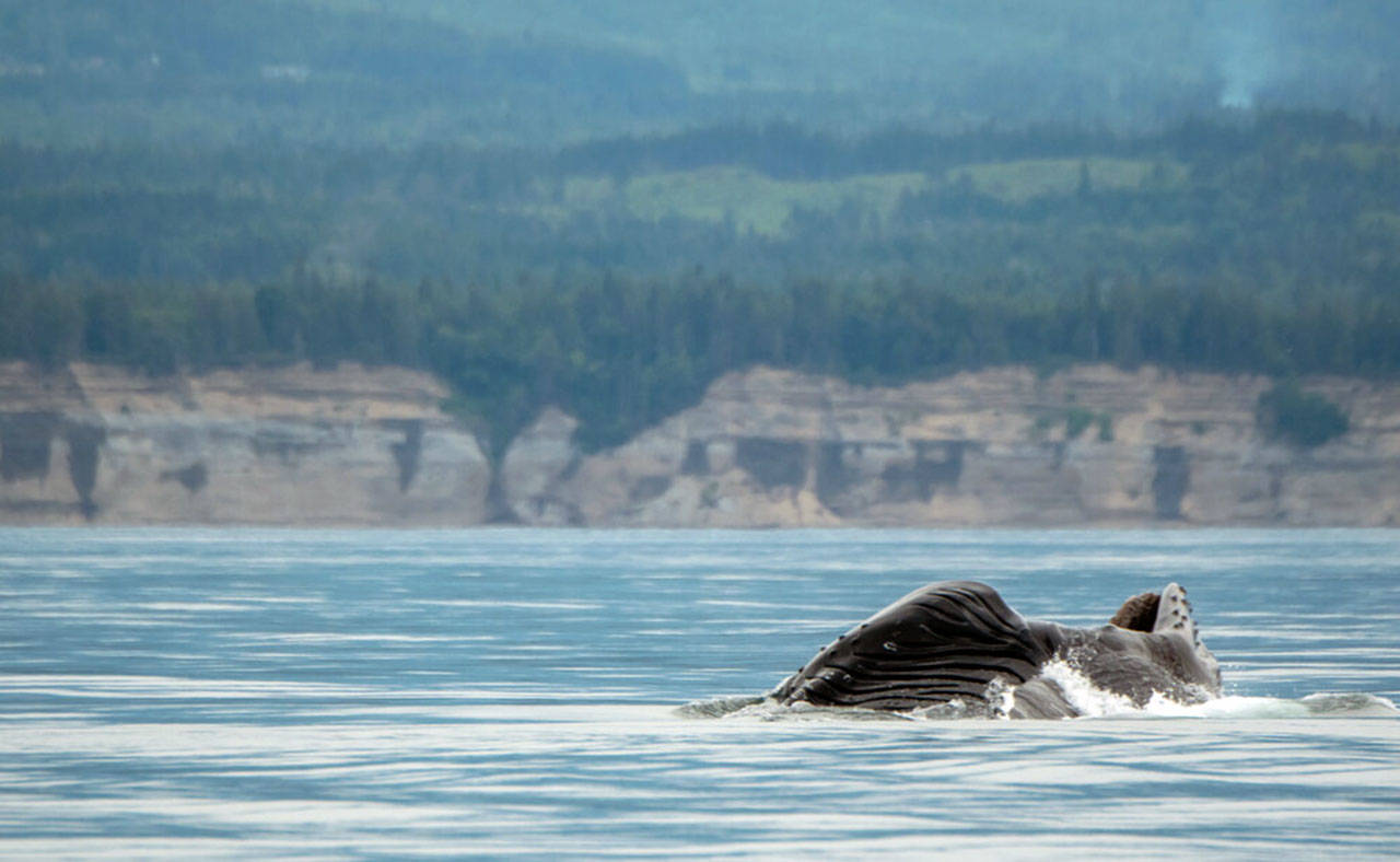 The humpback whale named Pop Tart, for its love of breaching, surfaces in the Strait of Juan de Fuca. Pop Tart and two of his siblings were recently spotted off Port Angeles with their mother, Big Mama. (Photo courtesy April Ryan/Pacific Whale Watch Association)