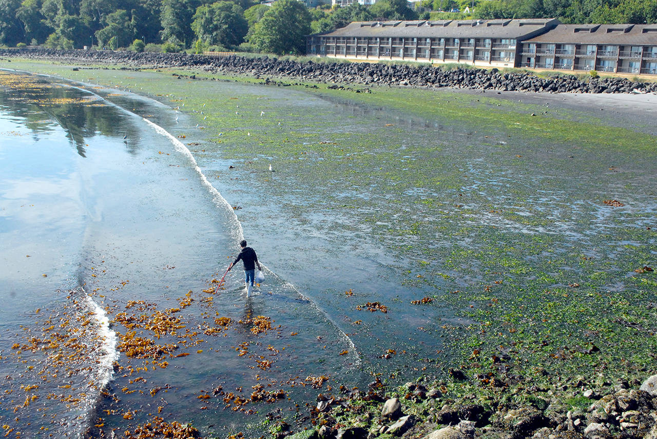 Lowest tide of year in Port Angeles Peninsula Daily News