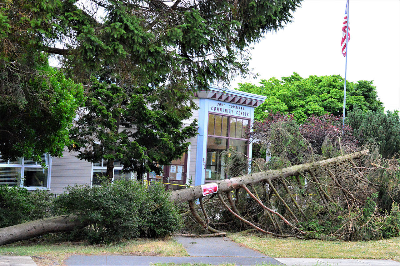A section of a spruce tree in front of the Port Townsend Community Center, 620 Tyler St., crashed to the ground in the early hours of Tuesday, prompting Regimental Tree Care to remove the entire tree Wednesday. The multiple trunks of the tree had formed a basket, which collected water and debris and caused the tree to rot; the extreme heat earlier this week may have been a factor too, said Regimental’s Rachael Cecil. “We’re sad that we lost a tree,” said Jefferson County Parks and Recreation Manager Matt Tyler, “but it had to be removed for the safety of the public and the building.” (Diane Urbani de la Paz/Peninsula Daily News)