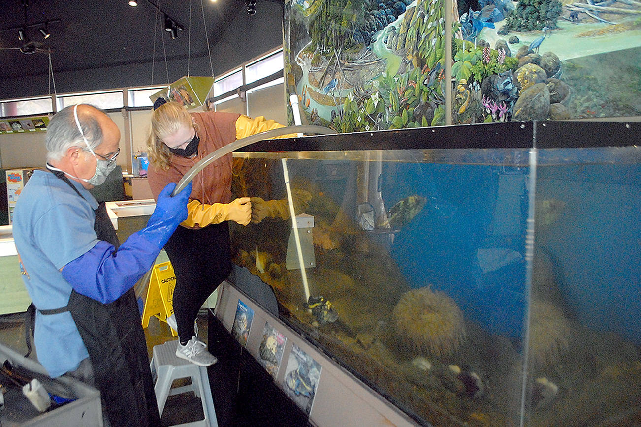 Feiro Marine Life Center docents Tom Herber, left, and Mary Cochran clean a fish tank on Thursday in preparation for today’s reopening to walk-up guests. (Keith Thorpe/Peninsula Daily News)