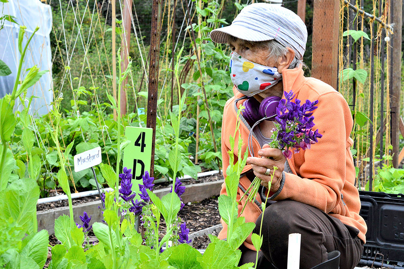 Quimper Grange garden volunteer Jo Yount cultivates greens and flowers especially for the clients of the Port Townsend Food Bank. (Diane Urbani de la Paz/Peninsula Daily News)