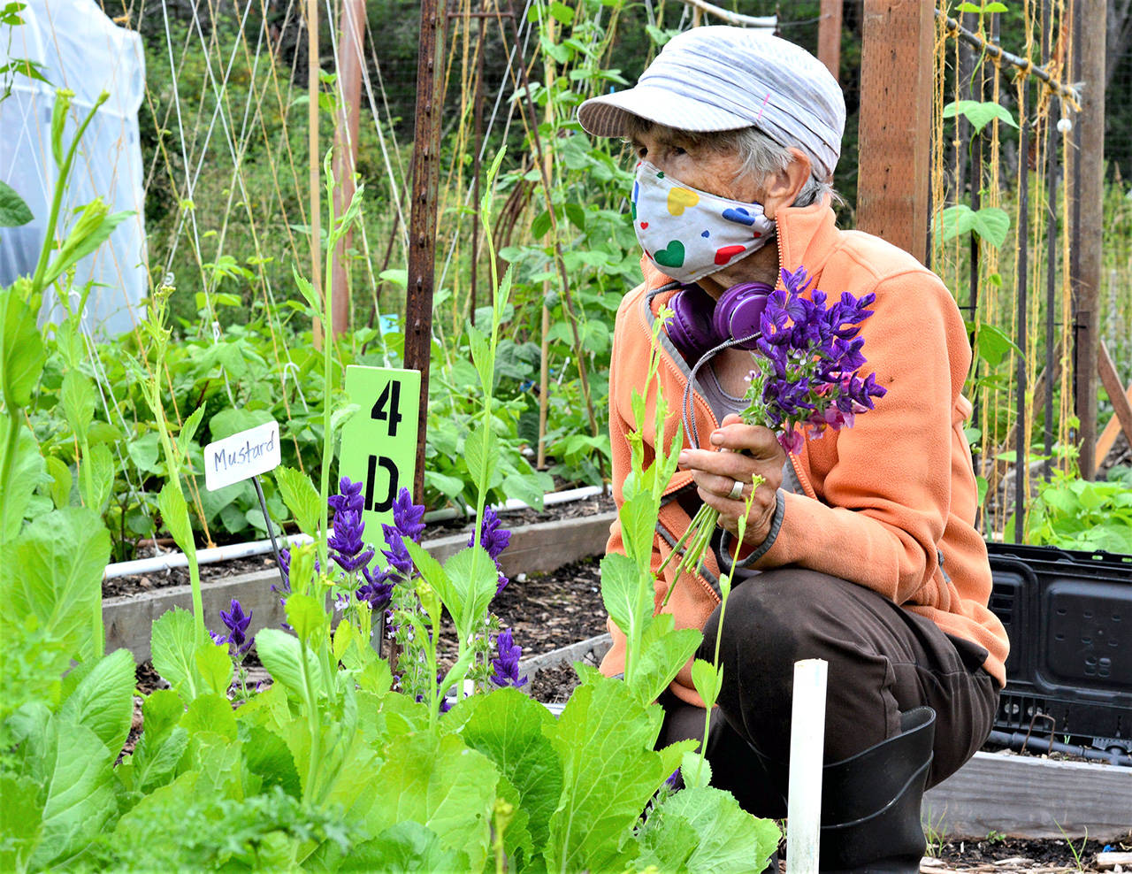 Quimper Grange garden volunteer Jo Yount cultivates greens and flowers especially for the clients of the Port Townsend Food Bank. (Diane Urbani de la Paz/Peninsula Daily News)
