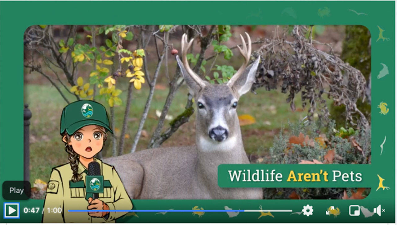 A new public service video put out by the Washington Department of Fish and Wildlife features an anime spokeswoman. (WDFW)