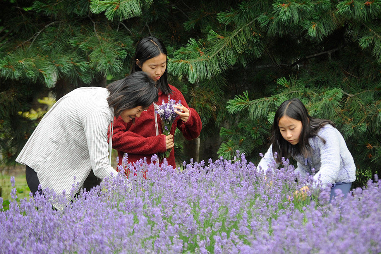 Weiling Tu of San Francisco cuts lavender with her daughters Josephine, 14, and Kelly Anne, 12, last week at Purple Haze Lavender Farm. Weiling said they were on a road trip to the Olympic National Park and wanted to see a lavender farm. (Matthew Nash/Olympic Peninsula News Group)