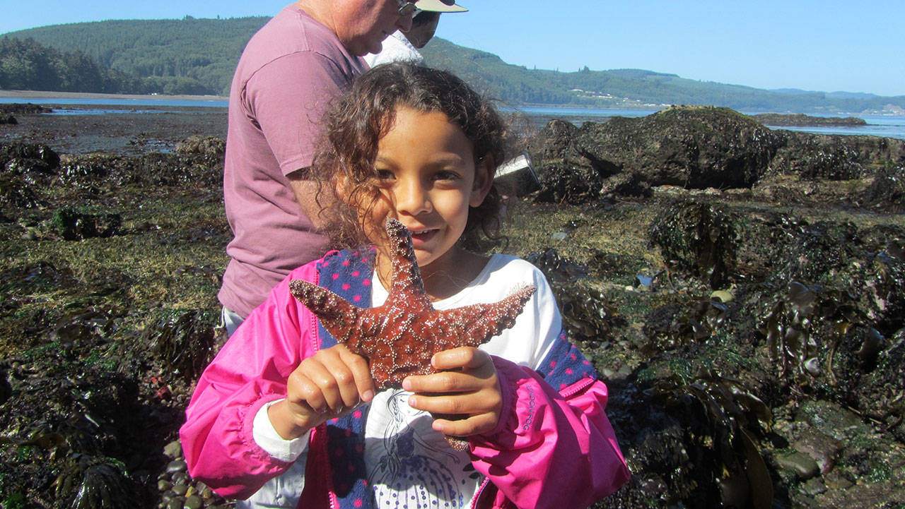 The North Olympic Library System is partnering with Feiro Marine Life Center to provide a morning of “Tidepool Exploration” on Monday in Clallam Bay. Photo courtesy of North Olympic Library System
The North Olympic Library System is partnering with Feiro Marine Life Center to provide a morning of “Tidepool Exploration” on Monday in Clallam Bay. (Photo courtesy of North Olympic Library System)