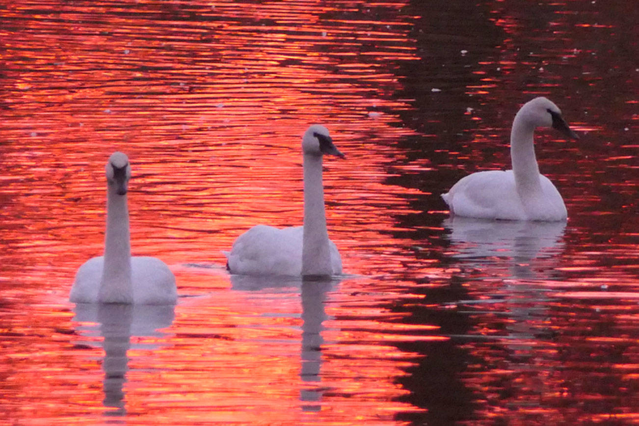 Trumpeter swans enjoy an evening on Kirner Pond. (Photo by Bob Phreaner)