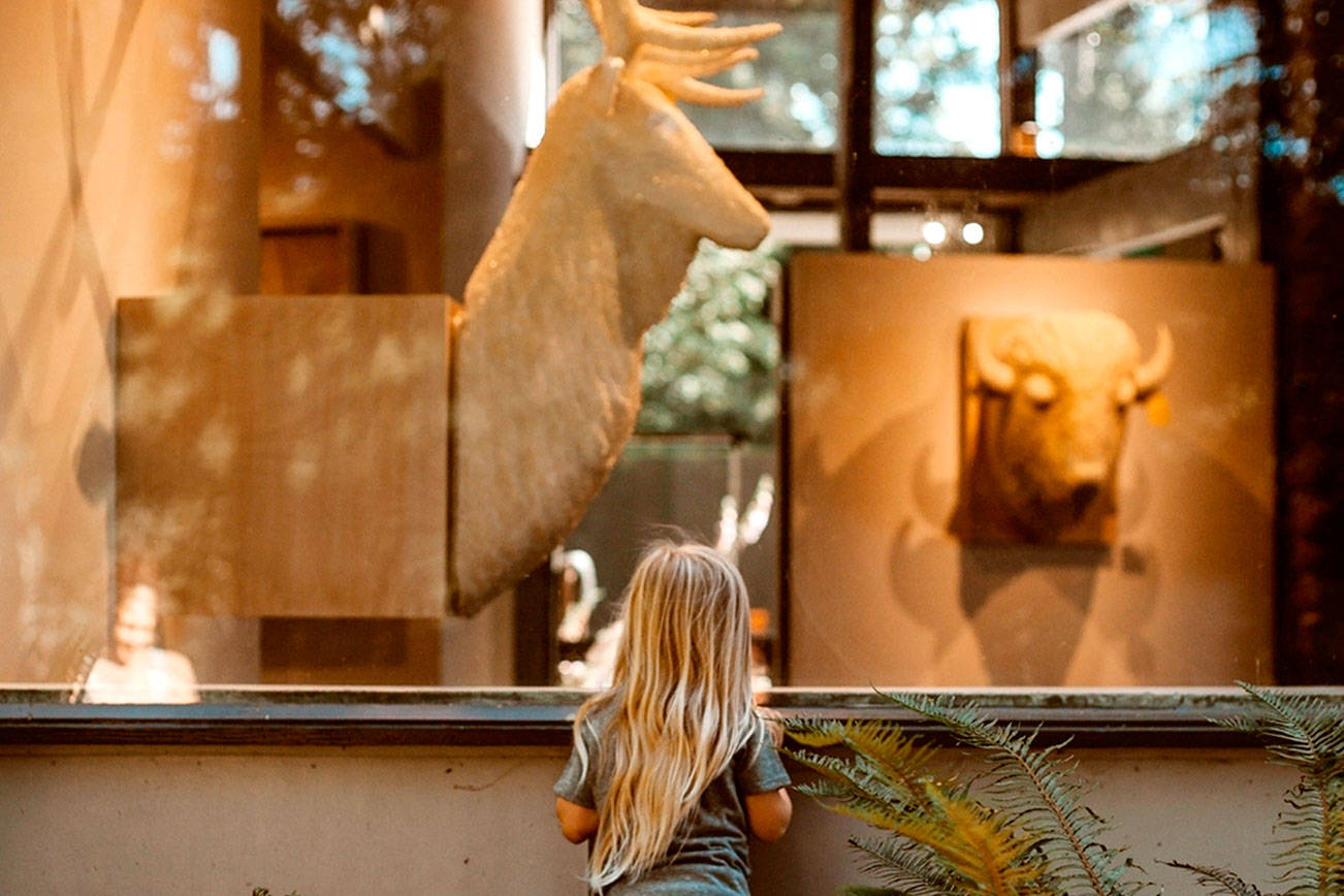A young girl looks through a window at the Port Angeles Fine Arts Center at the exhibit “Conservation From Here” by artist Joseph Rossano. A presentation Thursday will key off the show, done in partnership with Olympic National Park. (Jordyn Owen)
