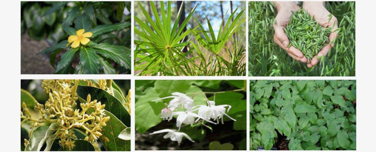 Savage Grow Plus Review (August 2021) Shocking Details Arise