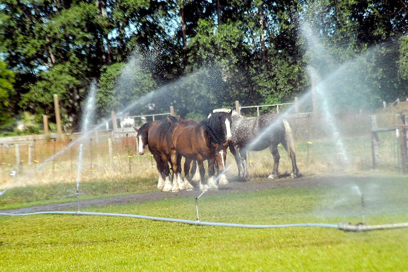 A group of horses stand amid the sprinklers on a farm along Kitchen-Dick Road west of Sequim. A prolonged dry spell on the North Olympic Peninsula has prompted many farmers to turn to irrigation to keep their fields green. Only trace amounts of rain fell in Port Angeles in July, with no measurable rain in Sequim or Port Townsend. Forks recorded 0.35 inches of rain. (Keith Thorpe /Peninsula Daily News)