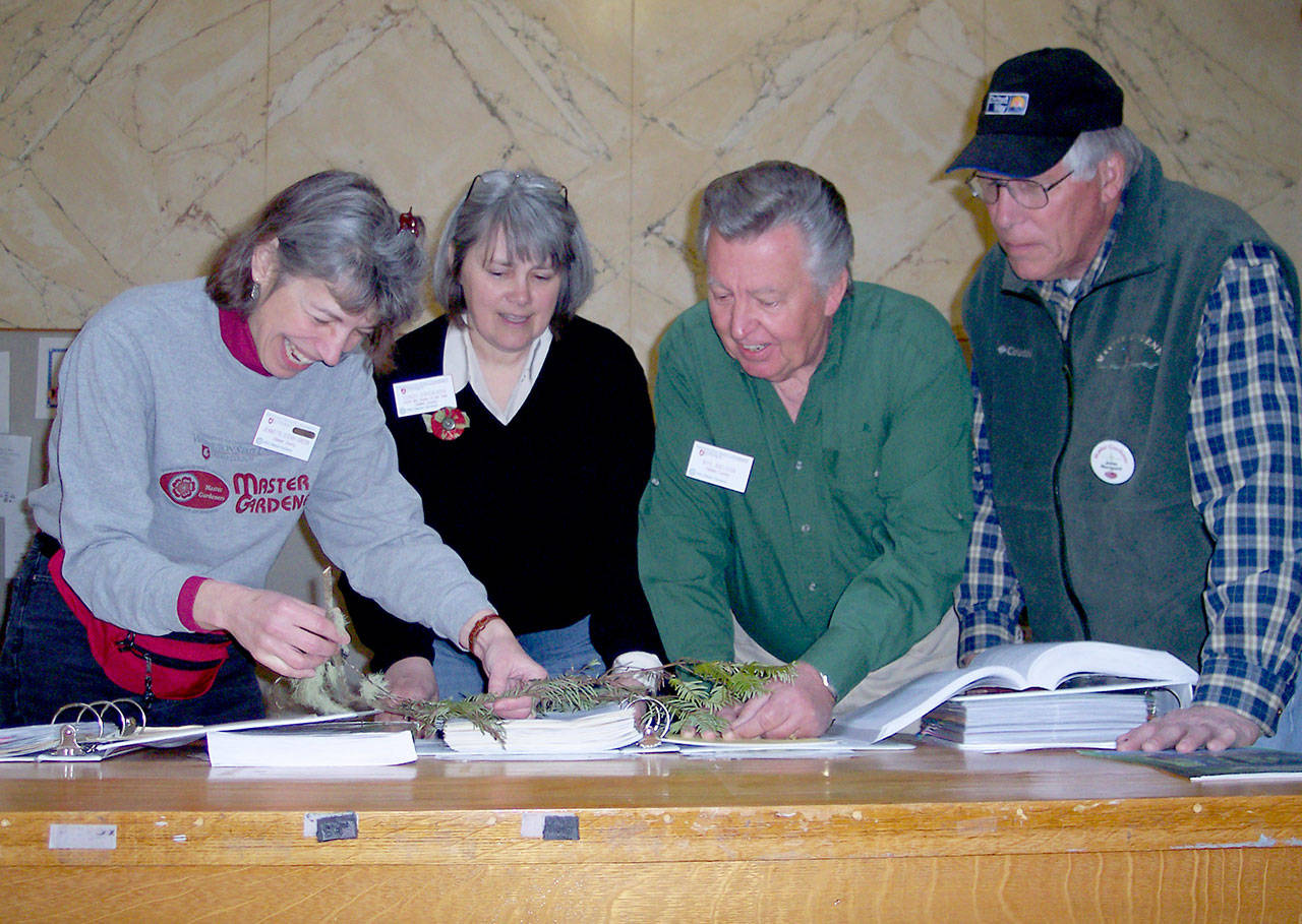 Veteran Master Gardeners Jeanette Stehr-Green, Cindy Erickson, Nye Nelson (retired) and John Norgord investigate a problem with a hemlock tree at a plant clinic. (Submitted photo)