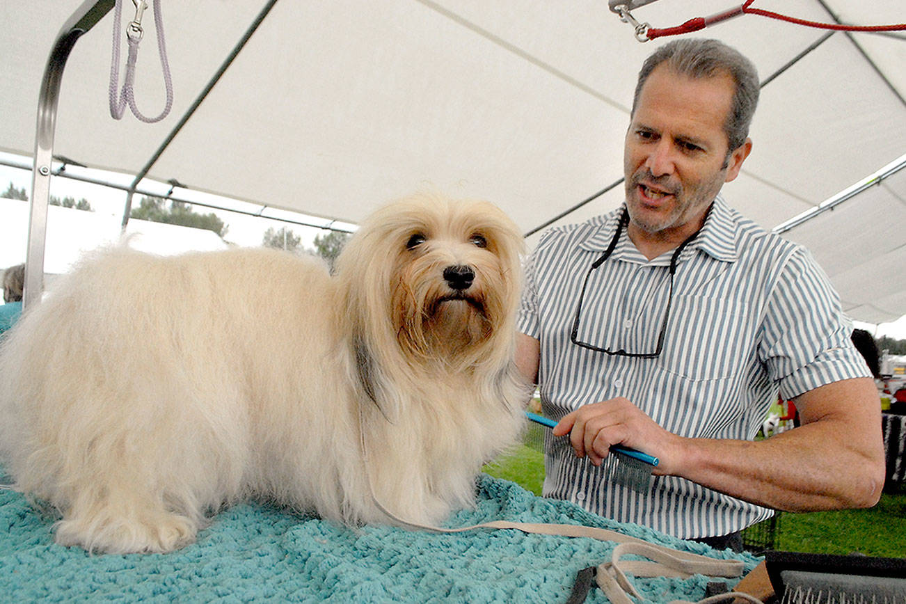 <strong>Photos by Keith Thorpe</strong>/Peninsula Daily News
Top: Kathryn Kudron of Port Angeles parades with Gavin, a great dane, during judging Saturday at Carrie Blake Park in Sequim. Above: Michael Bryant of Everett brushes the coat of G.G., a Havanese, prior to entering the show ring at the Hurricane Ridge Kennel Club’s All-Breed Show and Agility Trials. The event, which continues today at 
8 a.m., brought in hundreds of dogs from across the region for the American Kennel Club-sanctioned show.