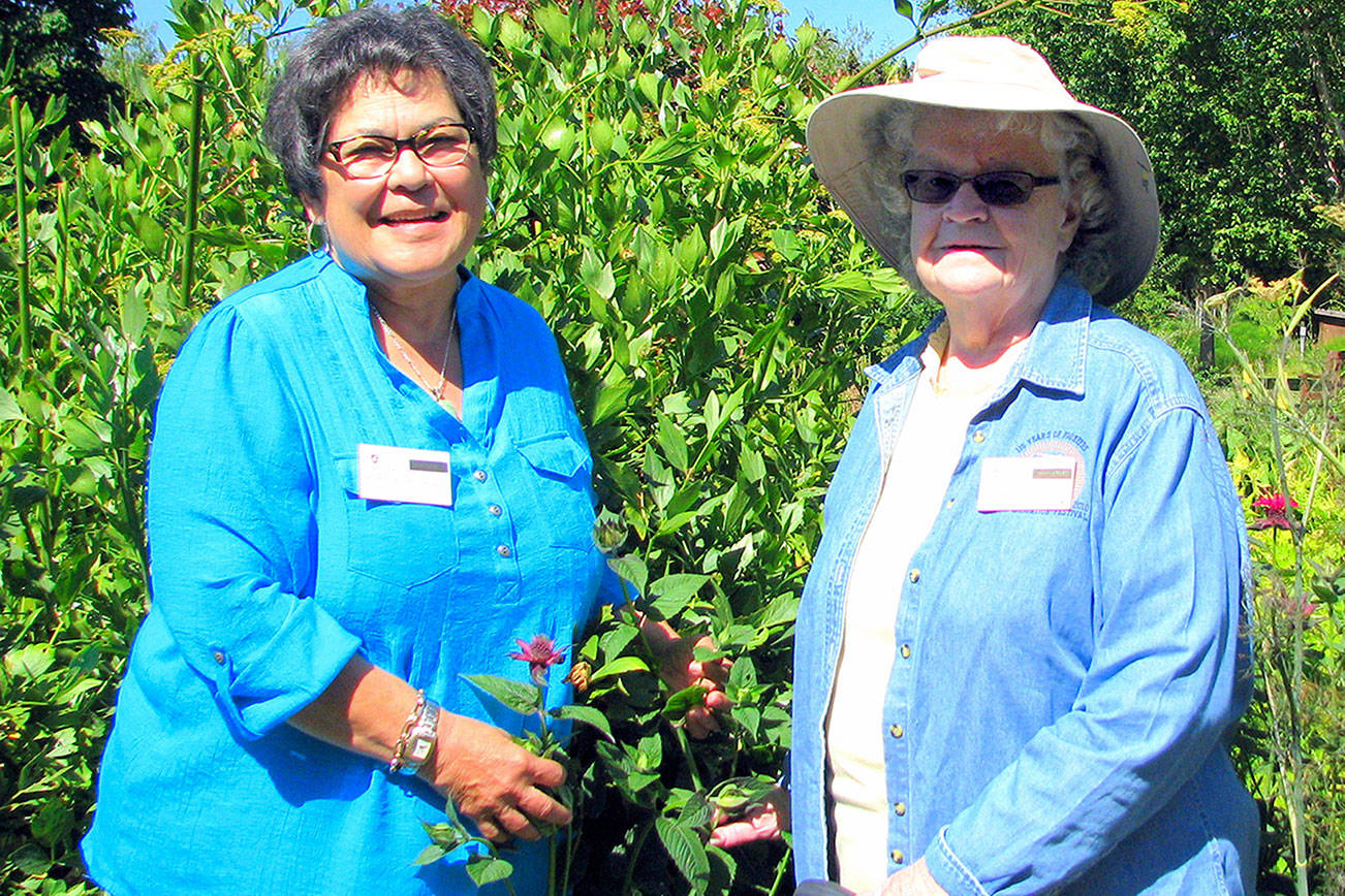 Sally Tysver, Class of 1991 -- the longest serving Clallam County Master 

Gardener -- is pictured with fellow Master Gardener, Barbara Heckard, class of 2013 on the left.. Tysver celebrates 30 years of service this year.