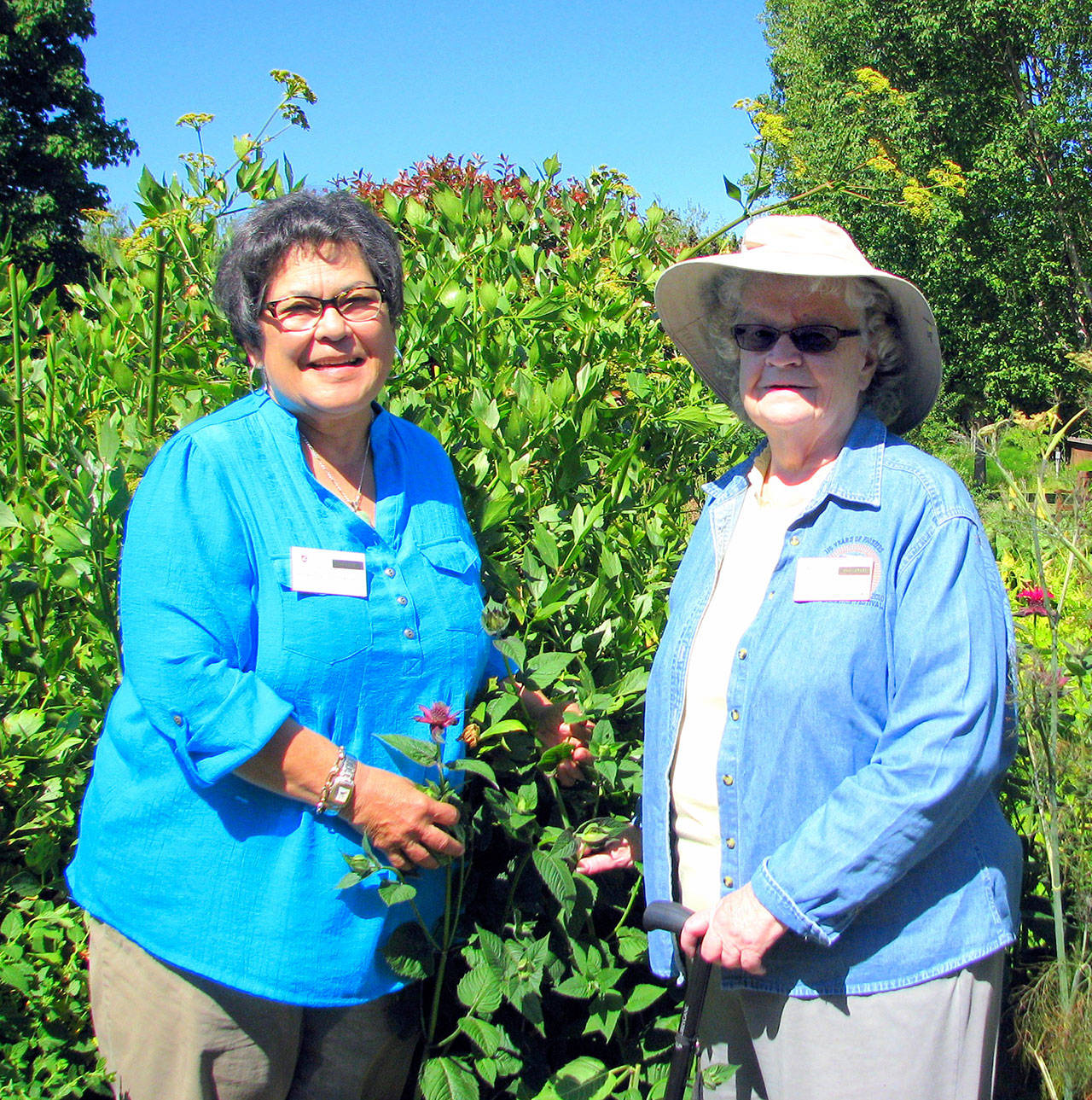 Sally Tysver, class of 1991 — the longest serving Clallam County Master Gardener — is pictured with fellow Master Gardener, Barbara Heckard, left, class of 2013. Tysver celebrates 30 years of service this year.