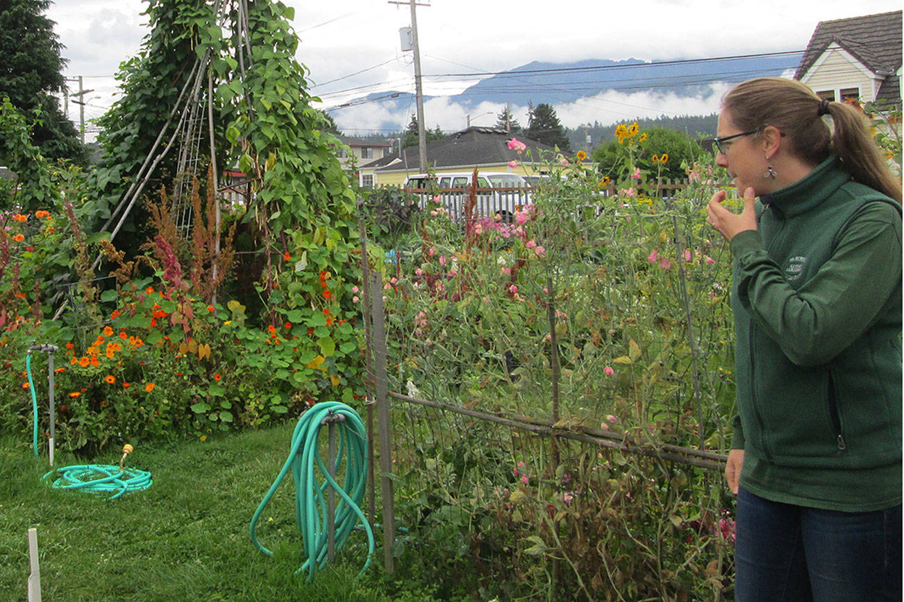 Laurel Moulton, program coordinator for the Clallam County Master Gardeners, will bring the hour-long Green Thumb Education Series lectures to Zoom on Thursday.