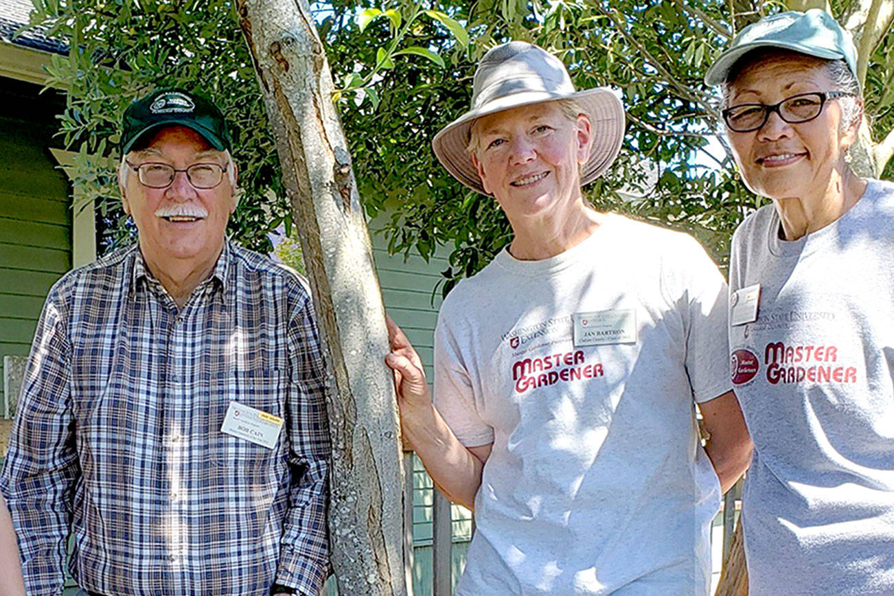 Photo Caption:  WSU Clallam County Master Gardeners Laurel Moulton, Bob Cain, Jan Bartron and Audreen Williams (from left to right) look forward to the first 2021 Second Saturday Walk at Fifth Street Community Garden, at 328 E Fifth Street, Port Angels. Join them in a fast-paced walking tour discussing various vegetable garden successes and difficulties August 14, 2021, from 10 to 11:30 am. Photo by Sara Farinelli.
